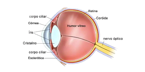 óculos reticulados - funcionamento ocular